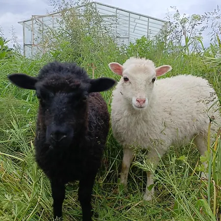 66 Rodzinny 1 * Mierki